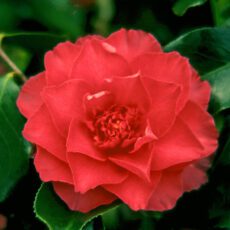 5023242333373 1 Camellia japonica Ace of Hearts.jpg
